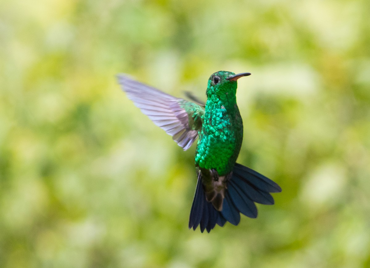 Western Emerald - John Jairo Reyes Londoño