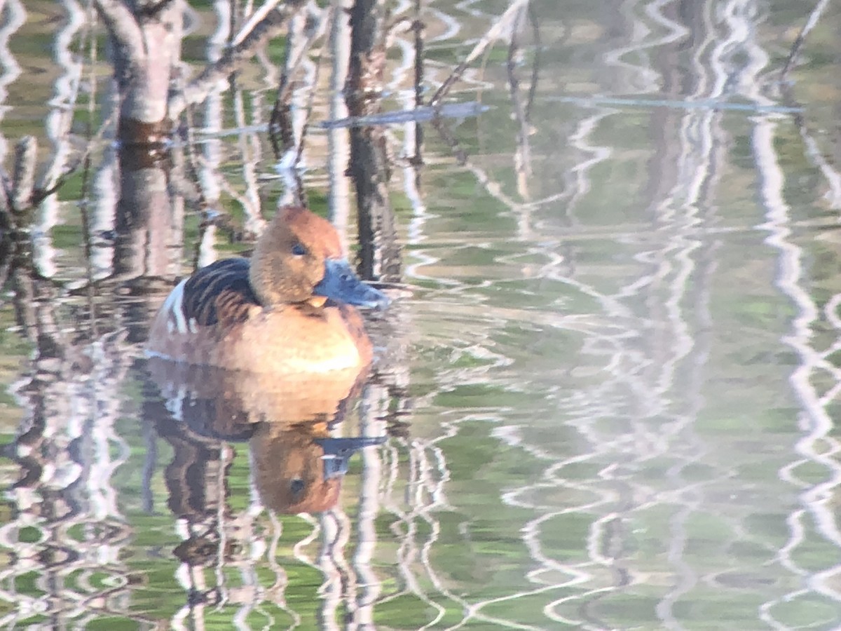 Fulvous Whistling-Duck - ML179131011
