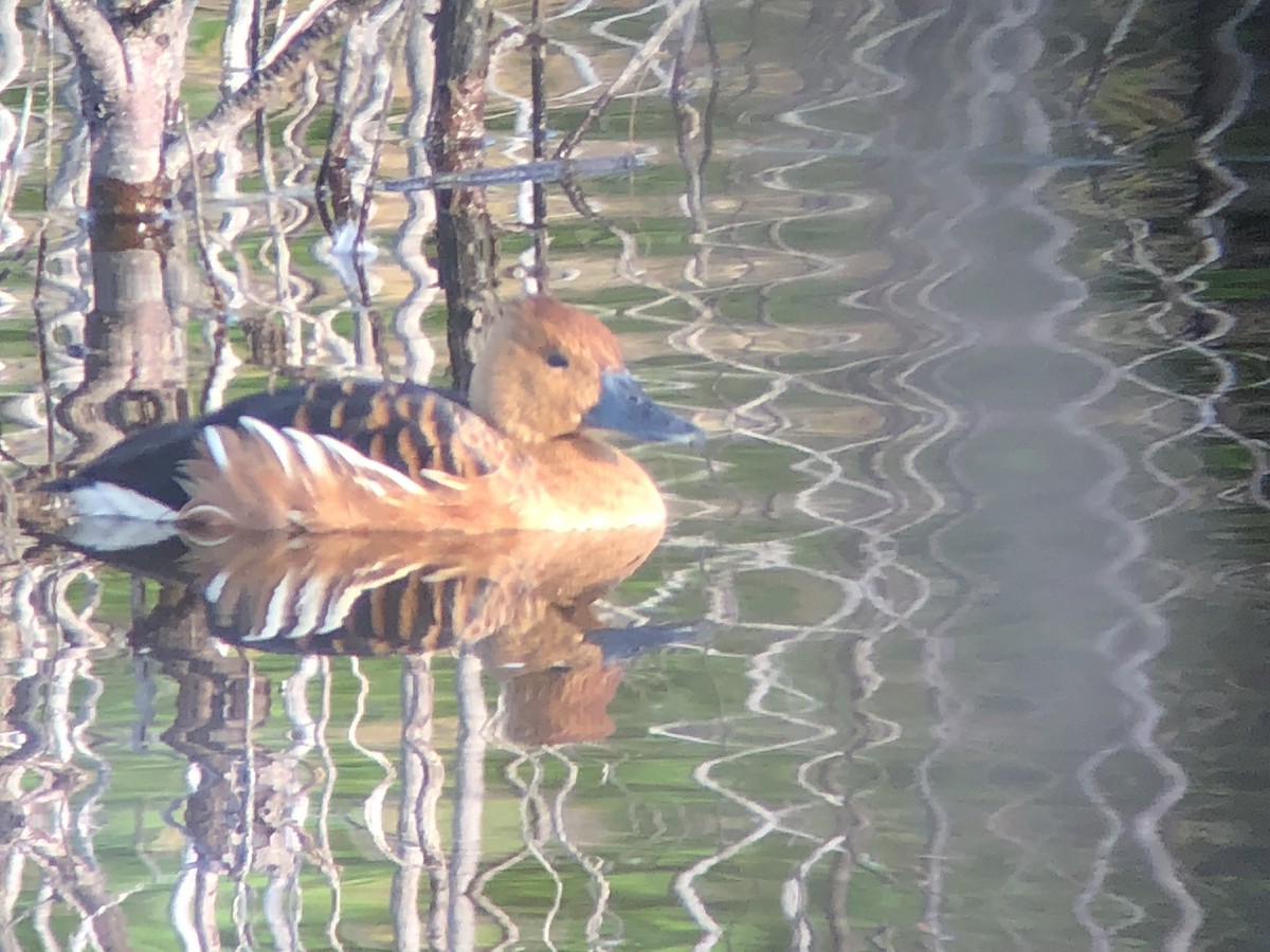 Fulvous Whistling-Duck - ML179131021