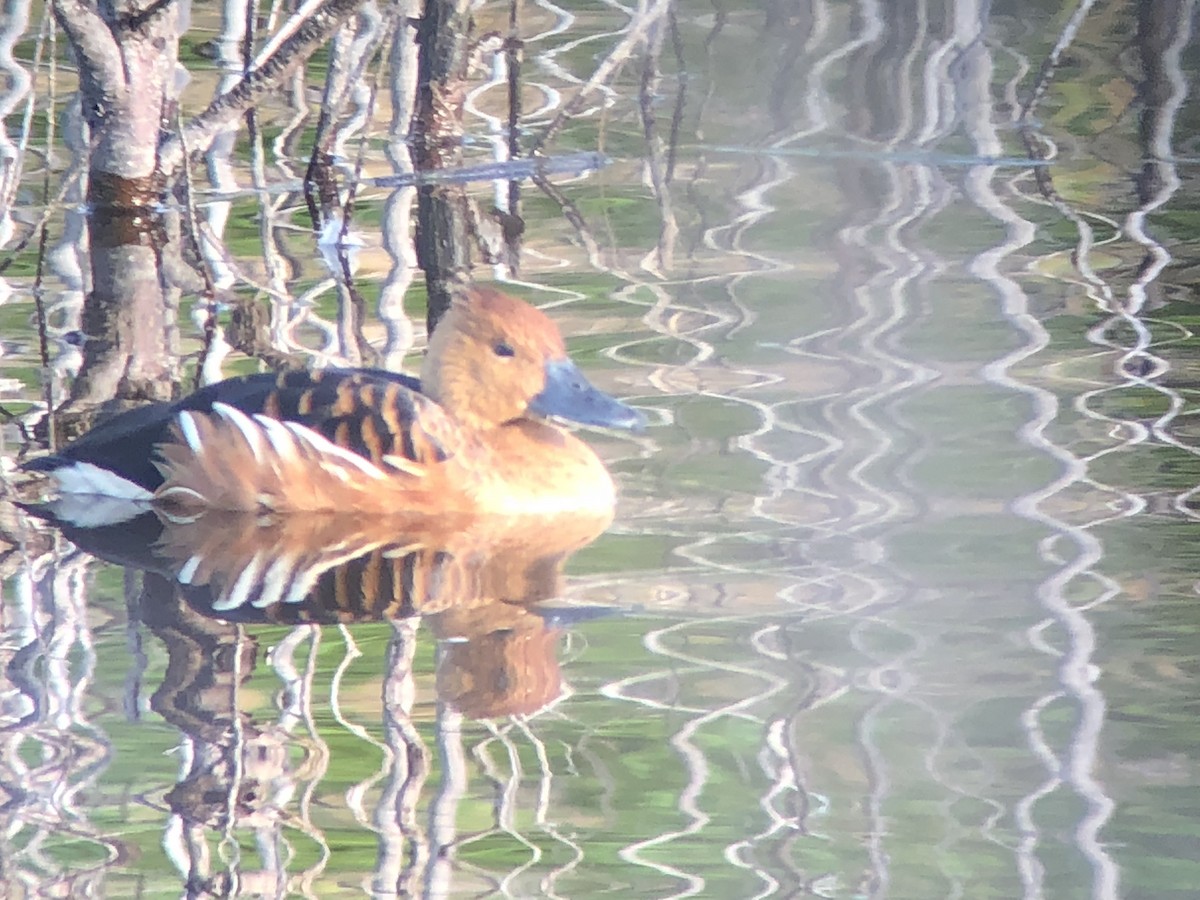 Fulvous Whistling-Duck - ML179131031