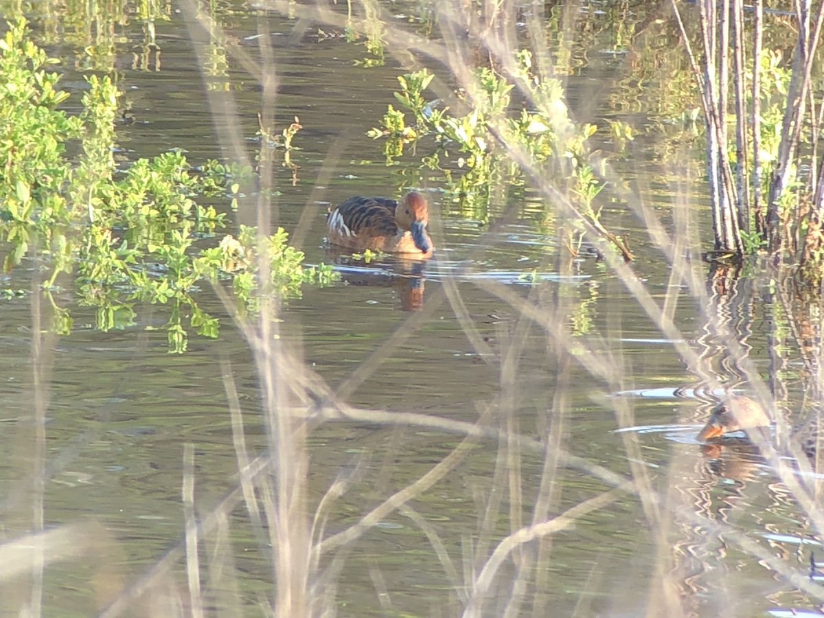 Fulvous Whistling-Duck - ML179131041