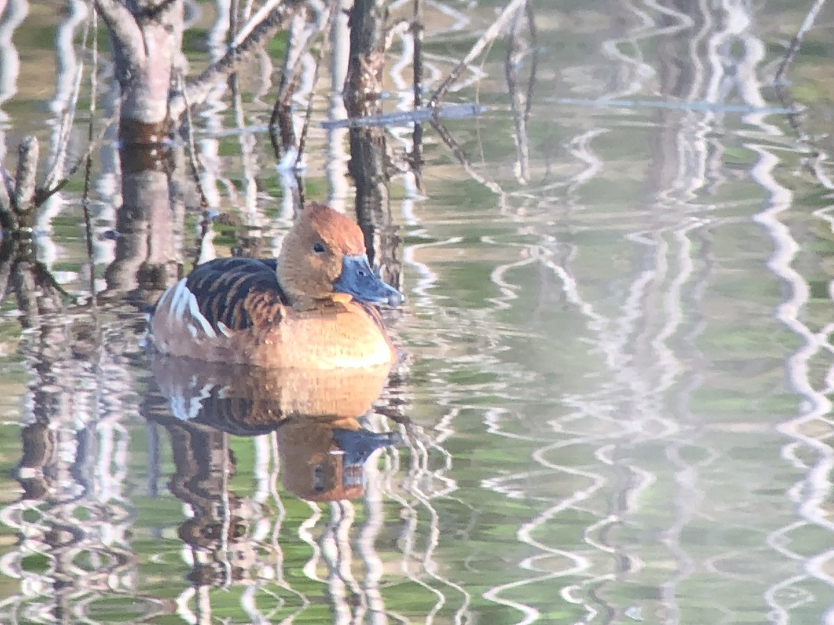 Fulvous Whistling-Duck - ML179131051