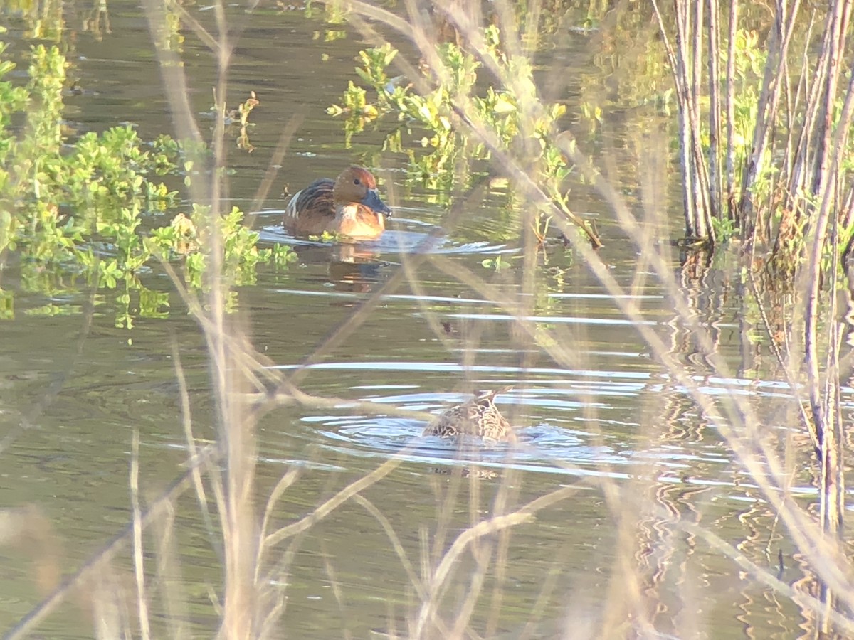 Fulvous Whistling-Duck - ML179131061