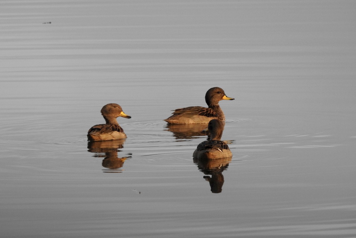 Yellow-billed Teal - ML179131361