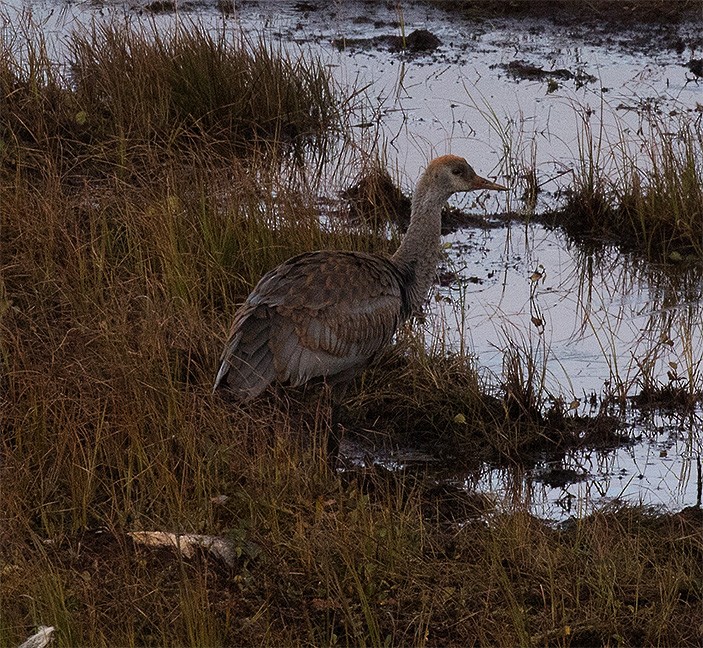 Sandhill Crane - ML179131881