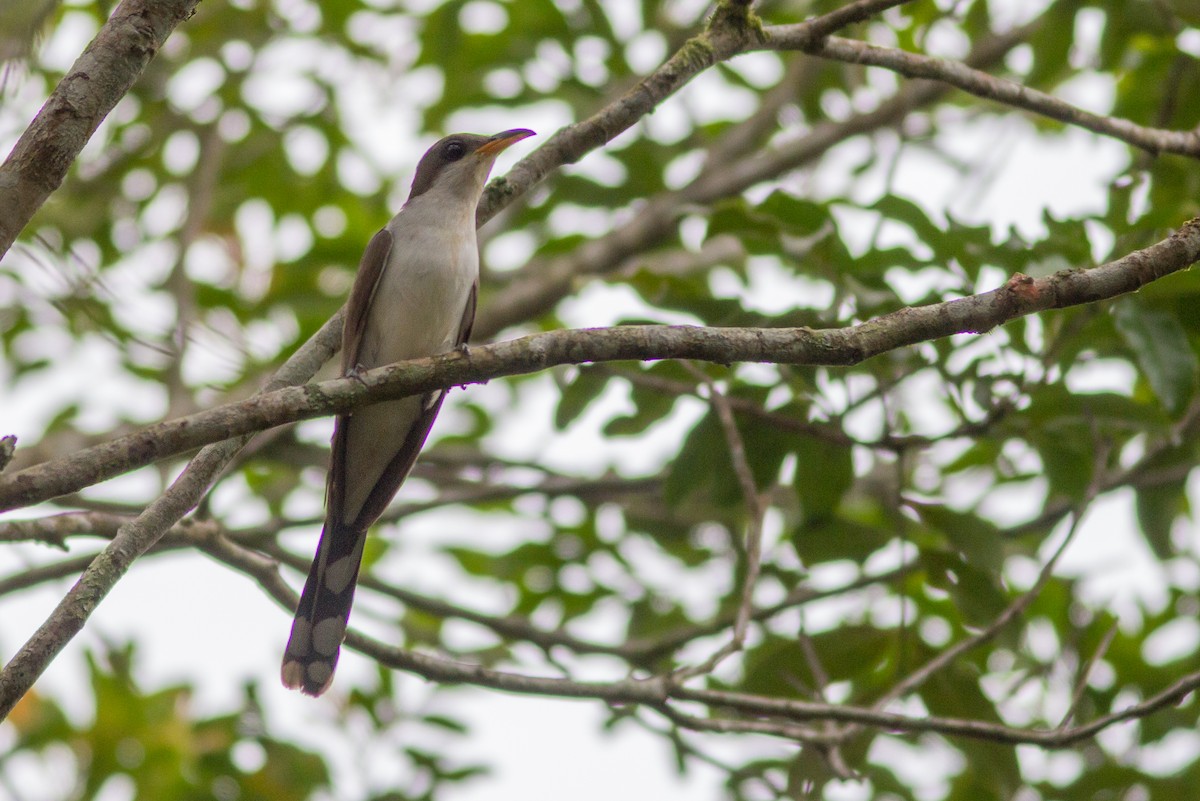 Pearly-breasted Cuckoo - ML179132721