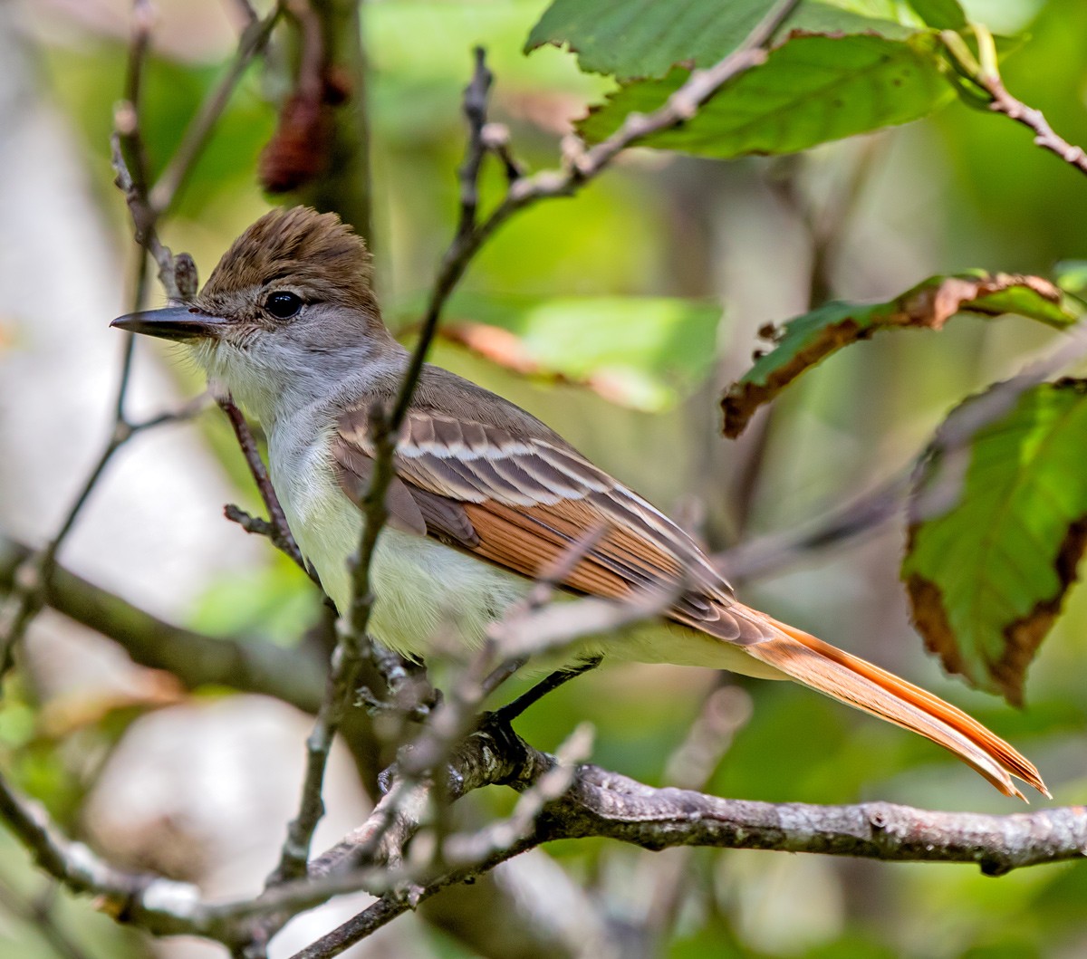 Ash-throated Flycatcher - ML179133051