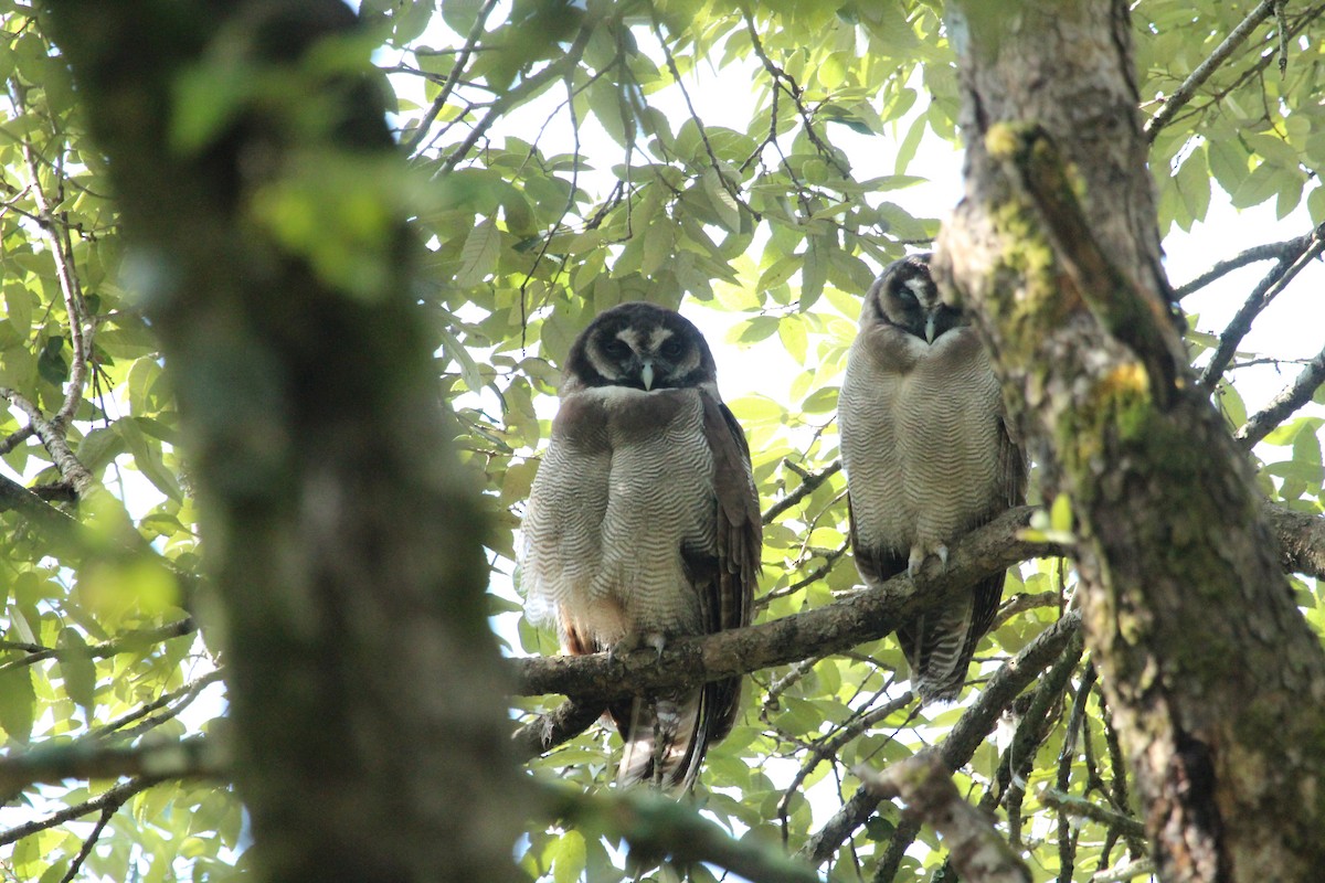 Brown Wood-Owl - SHARMILA Abdulpurkar