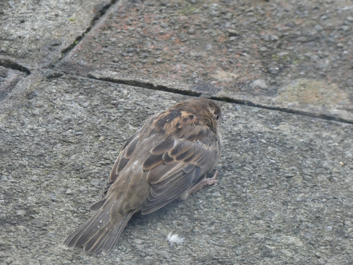 House Sparrow - ML179134821