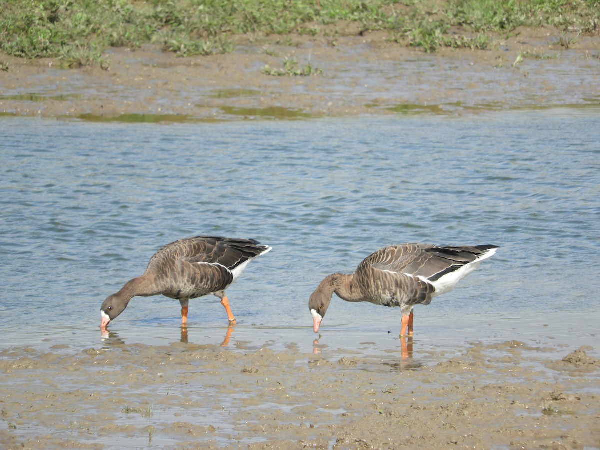 Greater White-fronted Goose - karen  leonhardt