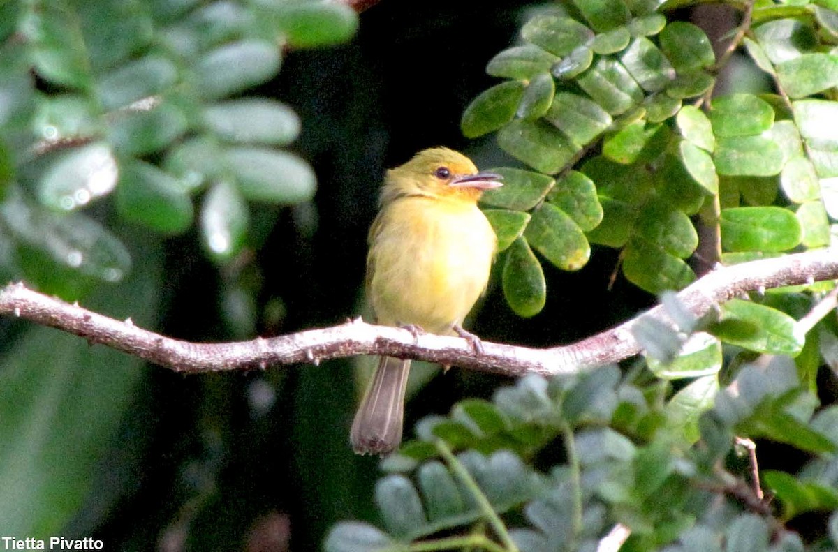 Ochre-lored Flatbill - ML179136191