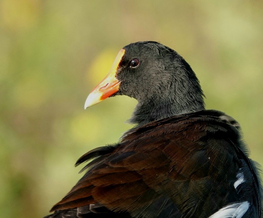 Common Gallinule - ML179136421