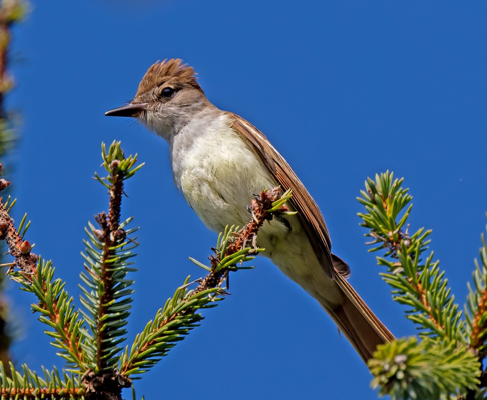 Ash-throated Flycatcher - Ian Maton