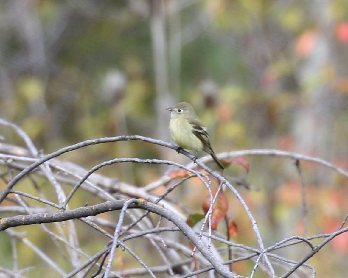 Western Flycatcher (Cordilleran) - ML179137611