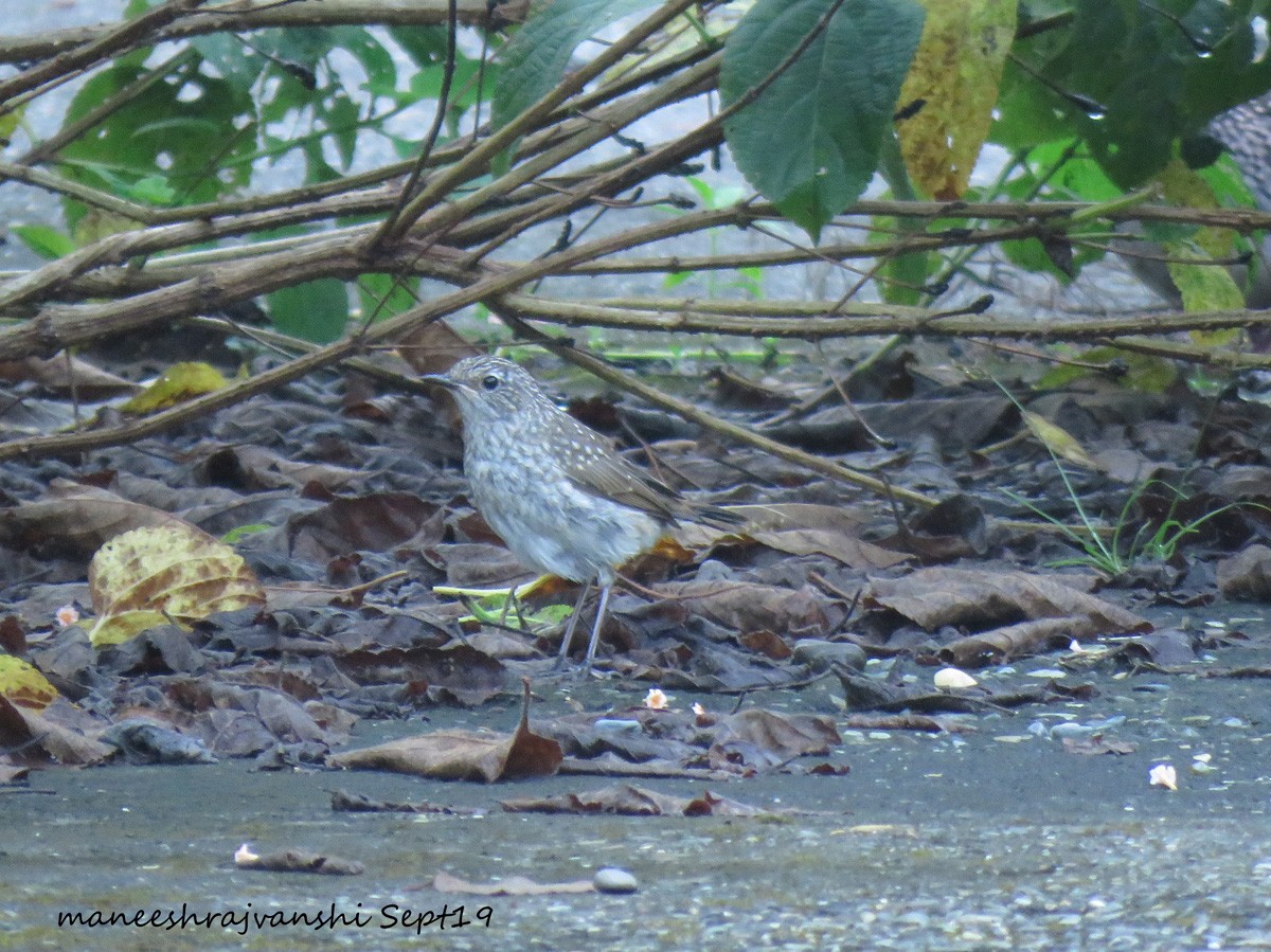 Himalayan/Chinese Rubythroat (White-tailed Rubythroat) - ML179140651