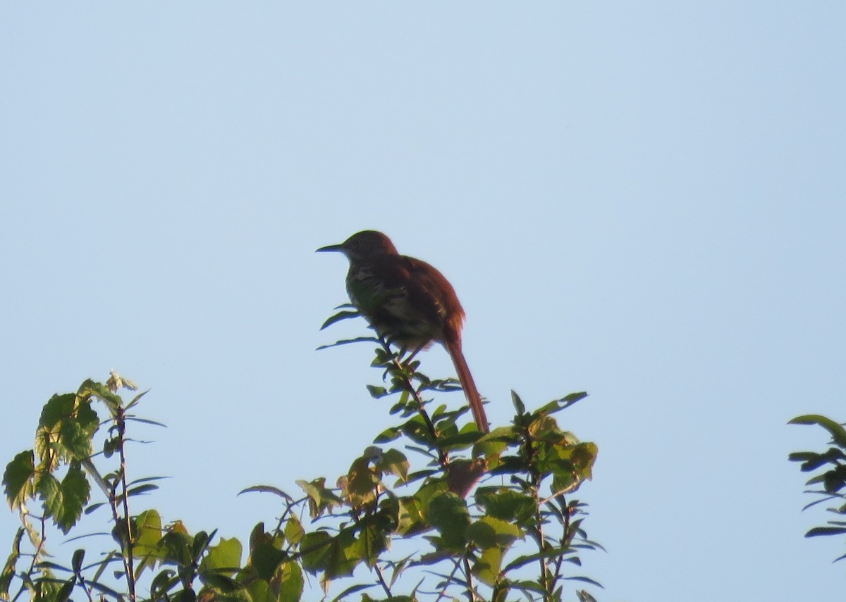 Brown Thrasher - Robert Winter