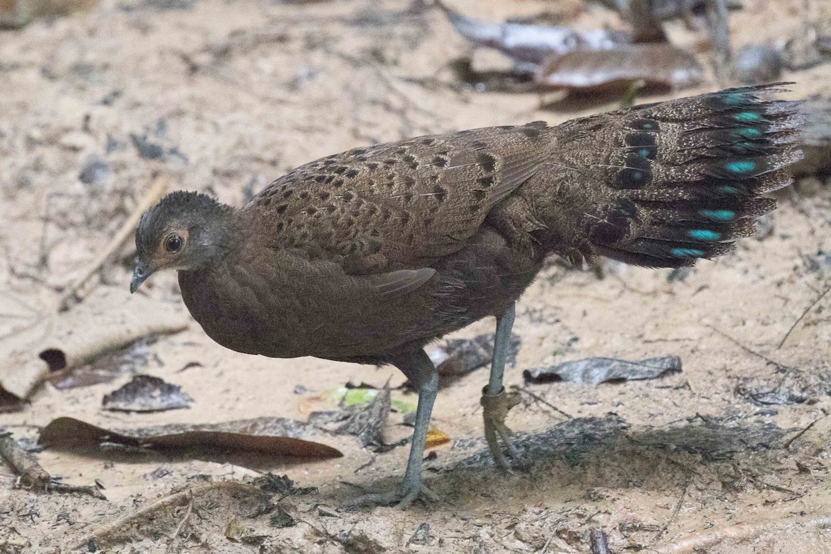 Malayan Peacock-Pheasant - ML179141721