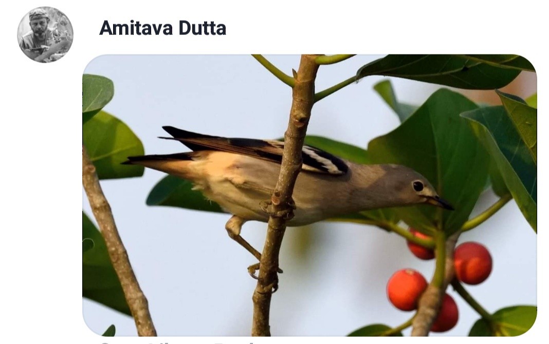 Daurian Starling - Birdwatchers' Society of Bengal