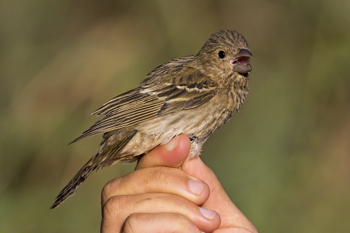 Common Rosefinch - ML179141931