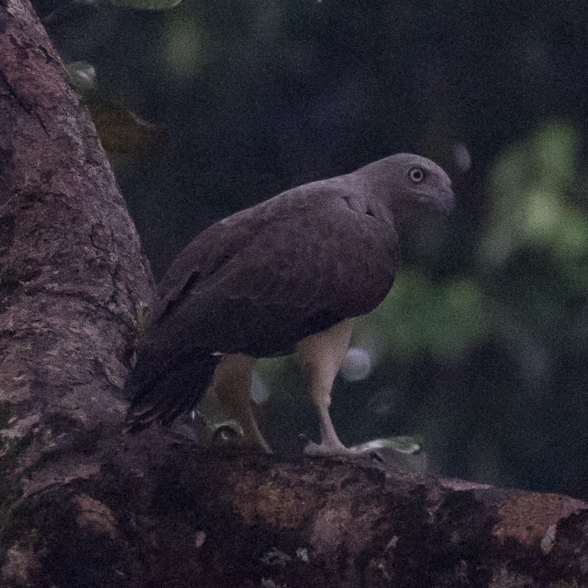 Lesser Fish-Eagle - John Kendall