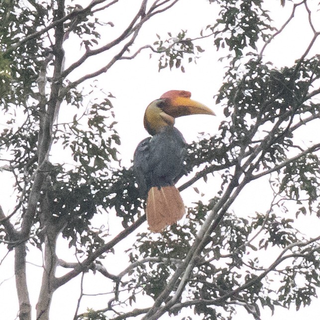 Wrinkled Hornbill - ML179142171