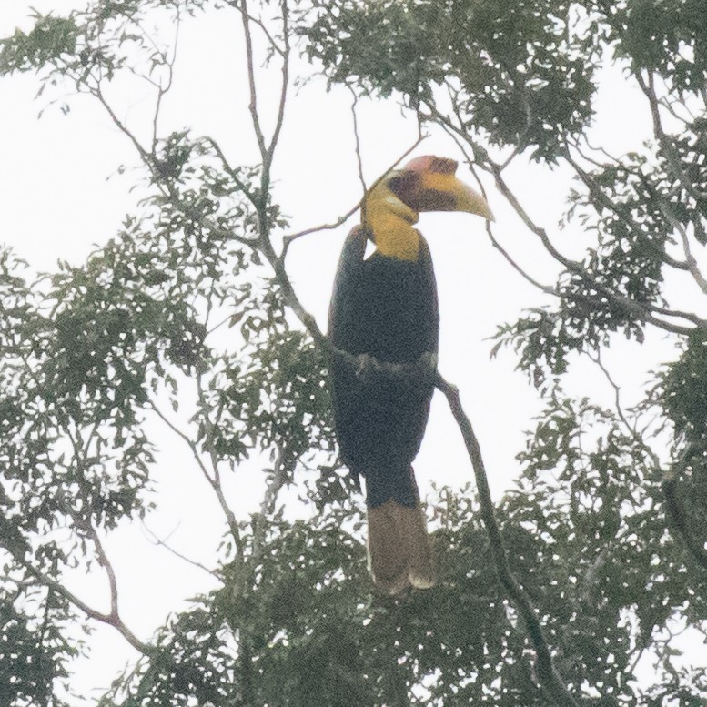 Wrinkled Hornbill - ML179142181