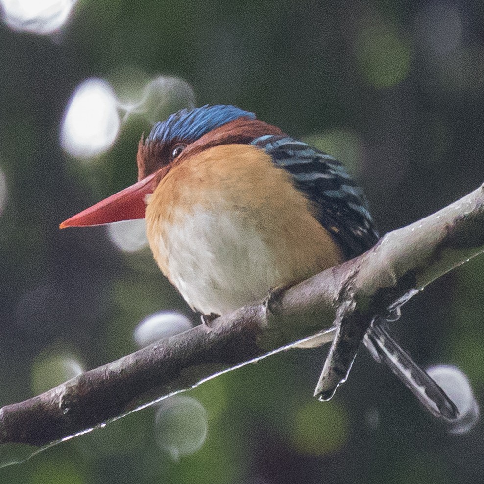 Banded Kingfisher - ML179142381