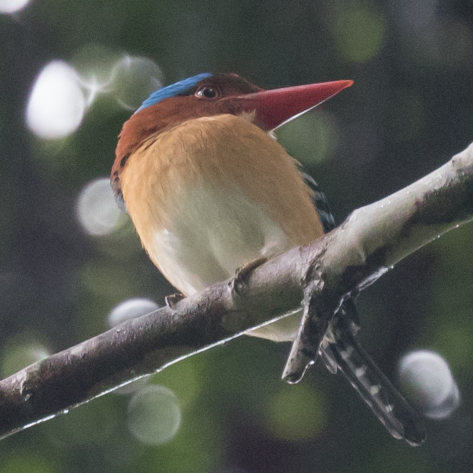 Banded Kingfisher - ML179142401