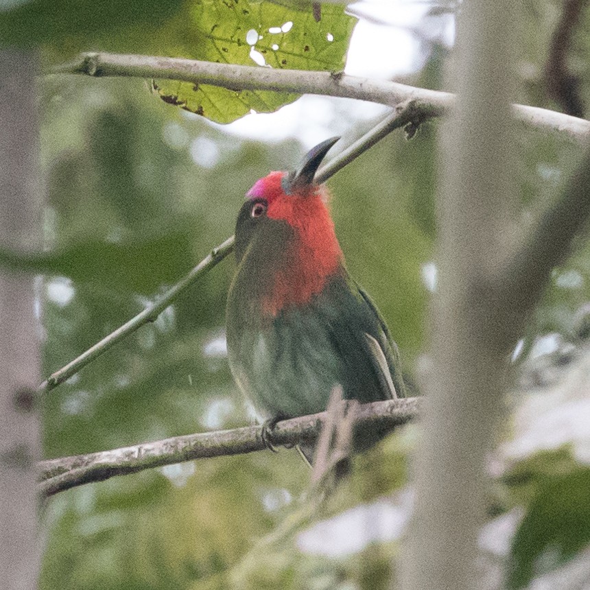 Red-bearded Bee-eater - ML179142511