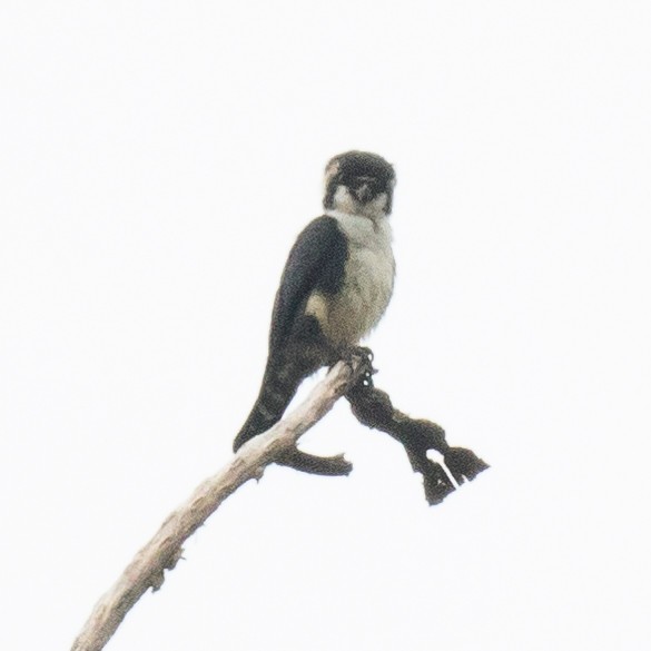 Black-thighed Falconet - ML179142711