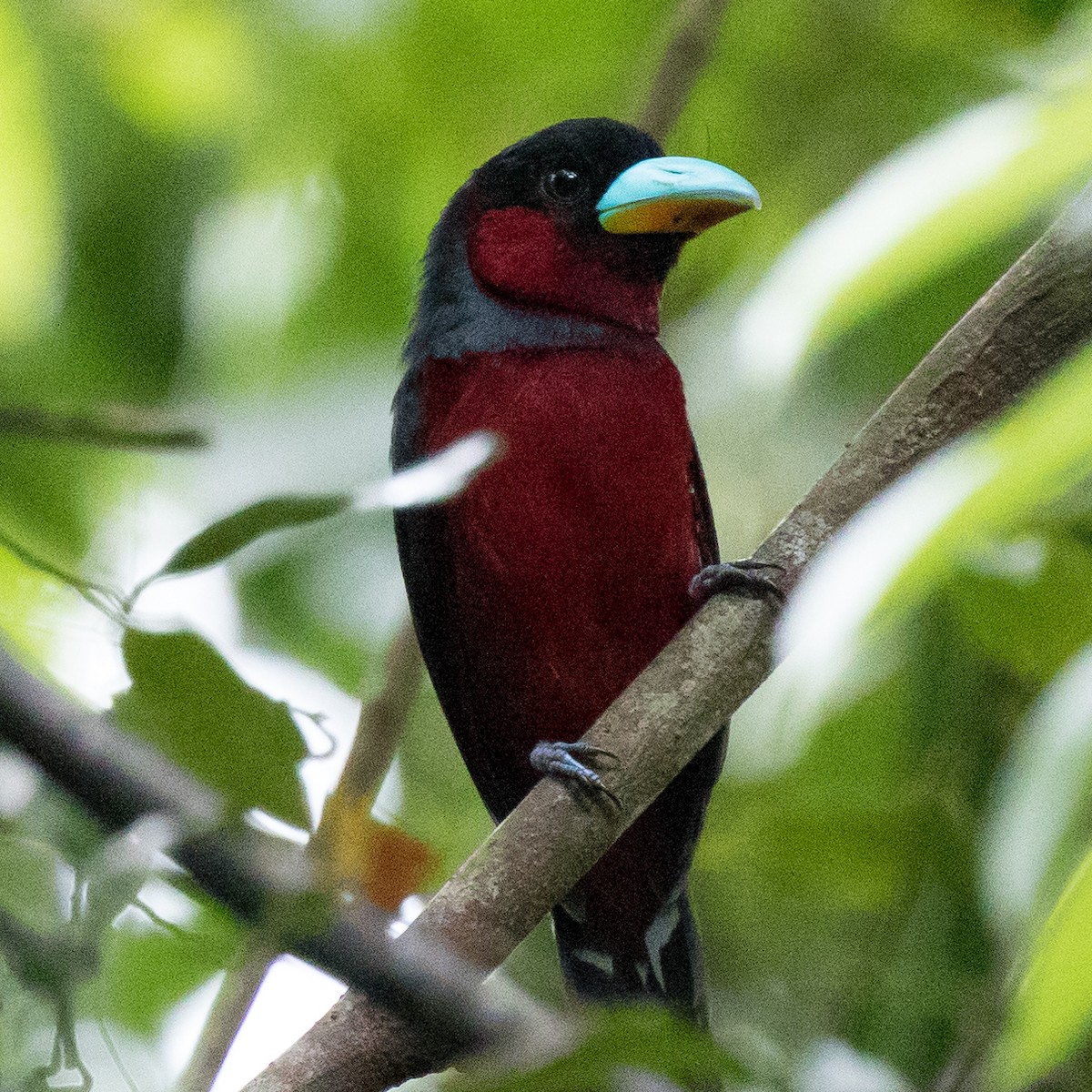 Black-and-red Broadbill - ML179142801