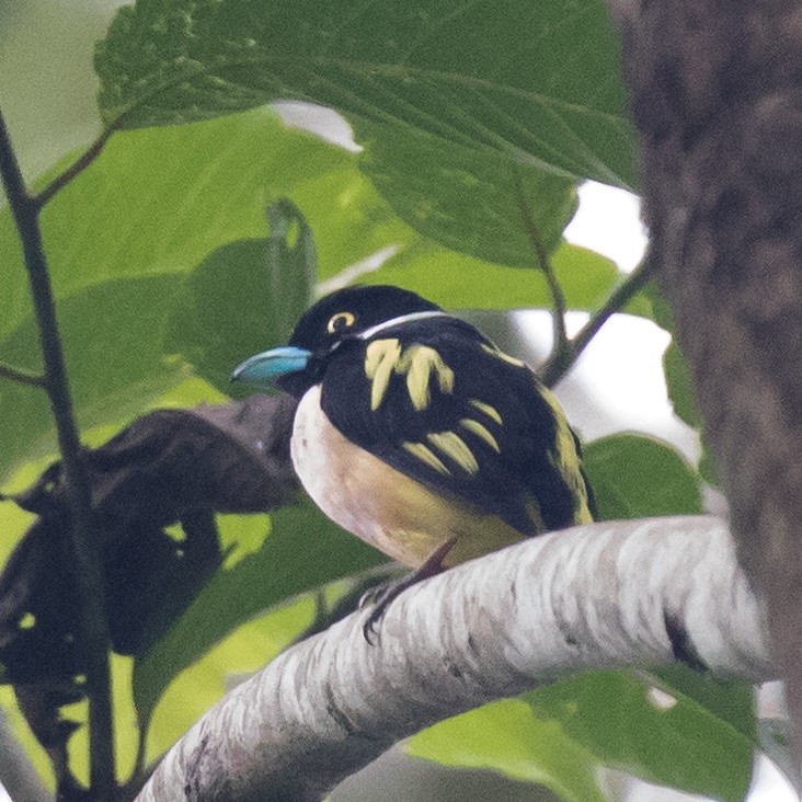 Black-and-yellow Broadbill - ML179142811