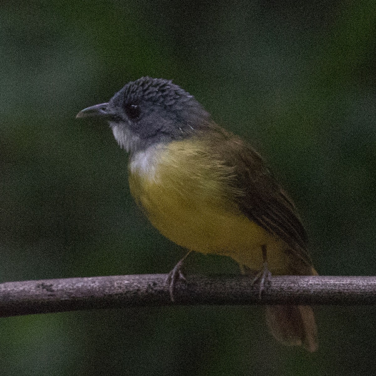 Yellow-bellied Bulbul - ML179142881