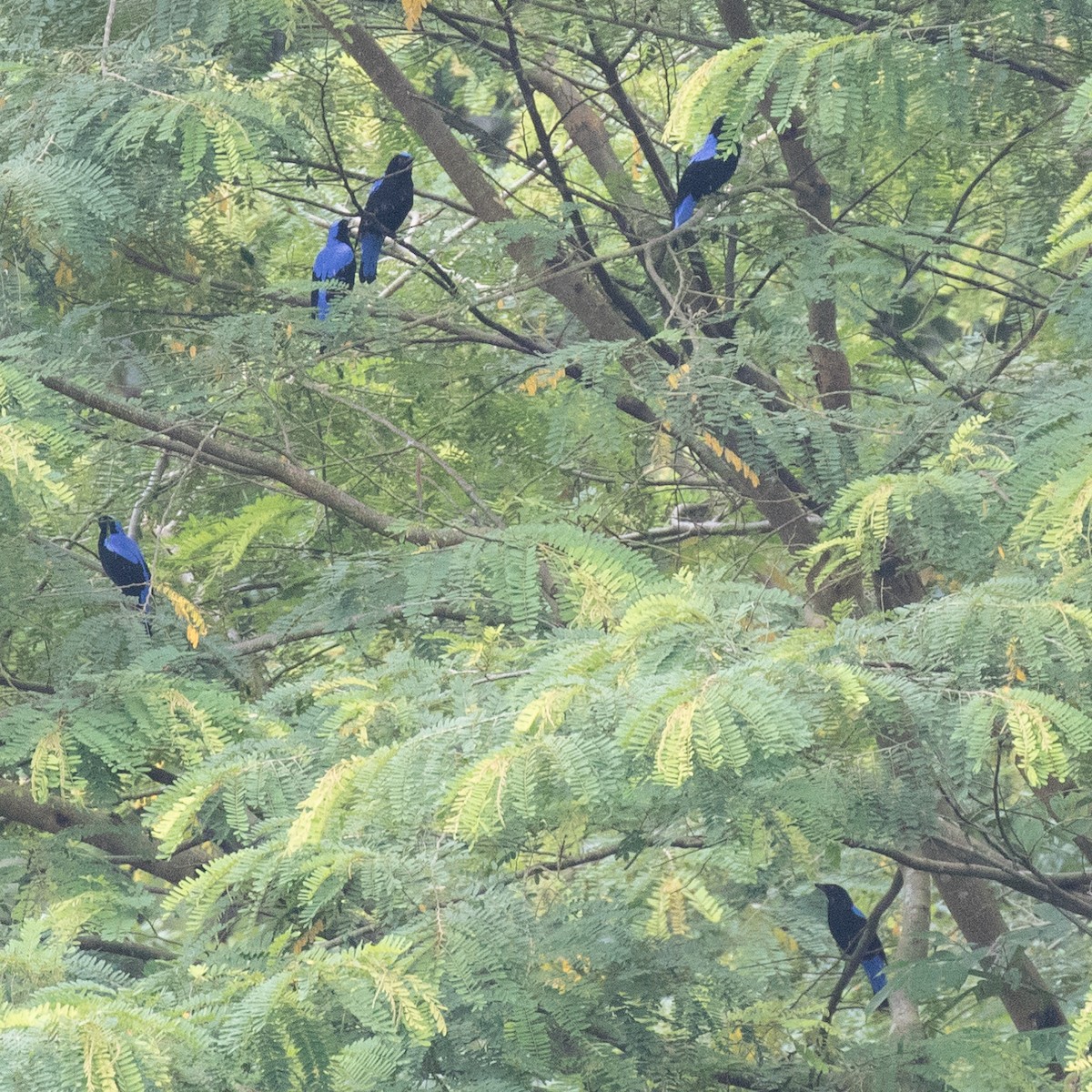 Asian Fairy-bluebird - ML179142971