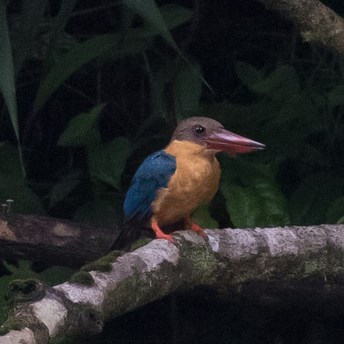 Stork-billed Kingfisher - ML179143881