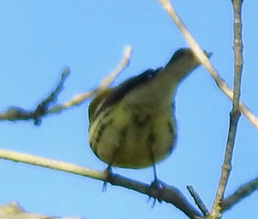 Black-throated Green Warbler - ML179145321