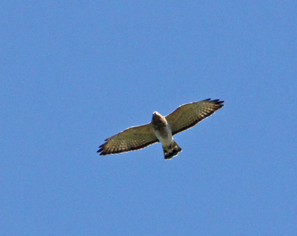 Broad-winged Hawk - Dan Kempf