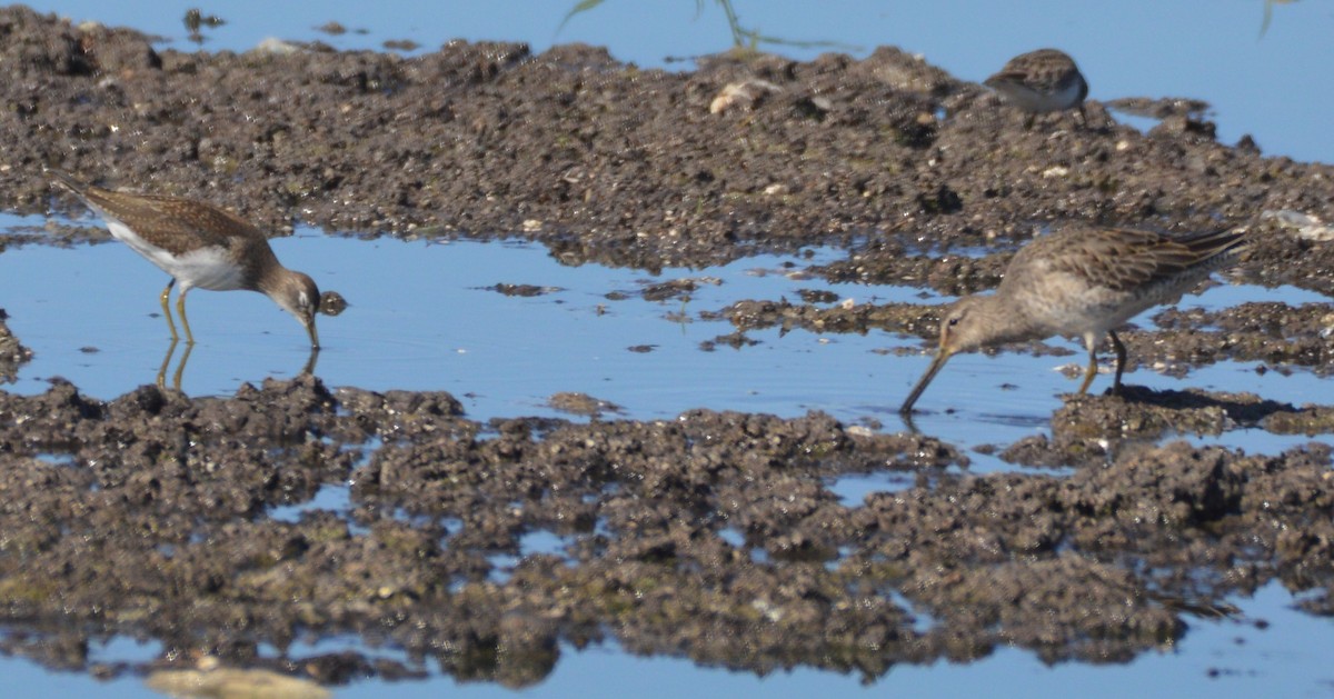 Long-billed Dowitcher - ML179148231