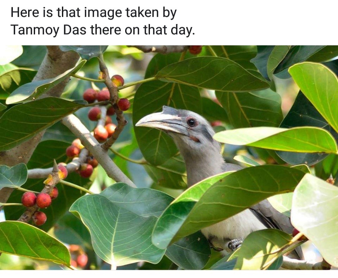 Indian Gray Hornbill - ML179148851