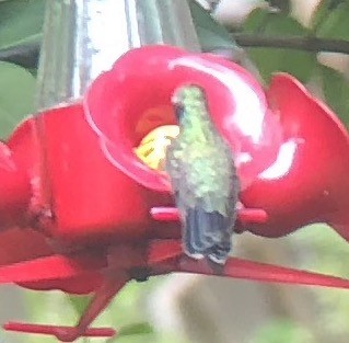 Ширококлювый колибри - ML179151401