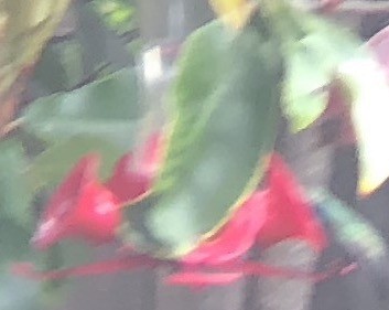 Ширококлювый колибри - ML179151411