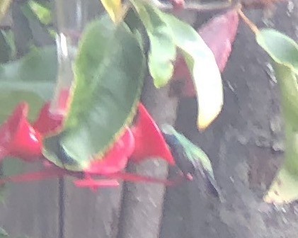 Ширококлювый колибри - ML179151421