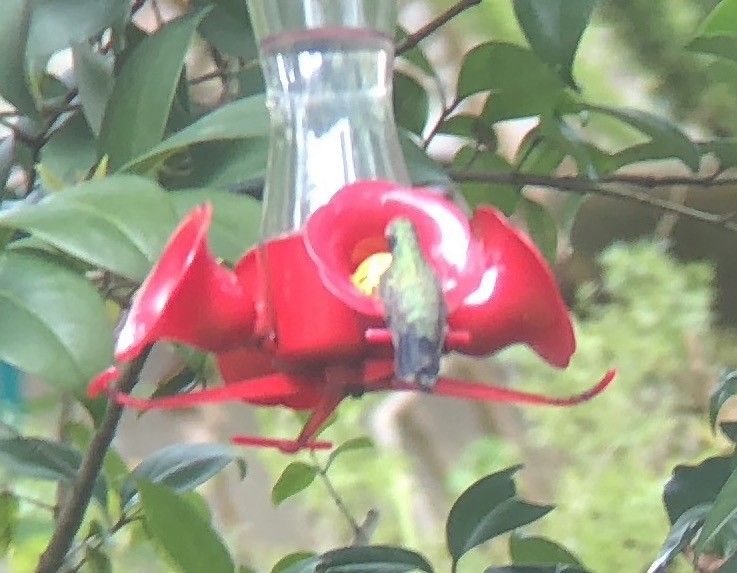 Ширококлювый колибри - ML179151431