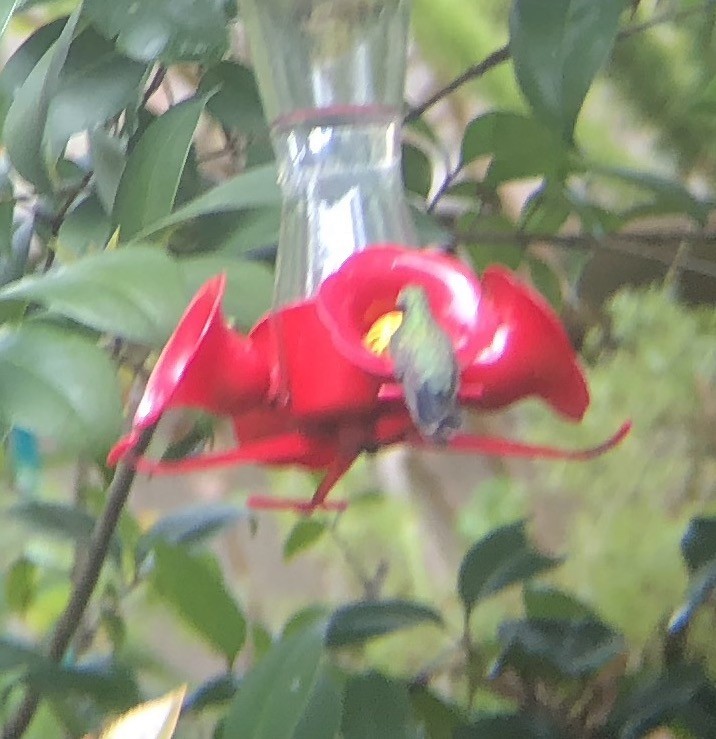 Ширококлювый колибри - ML179151441