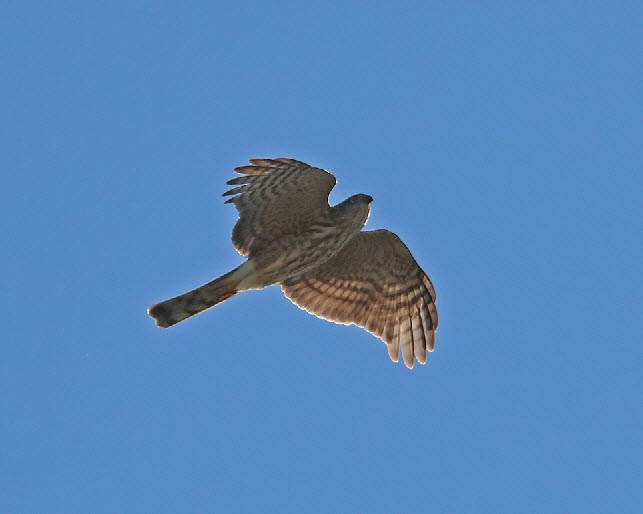 Sharp-shinned Hawk - ML179153341