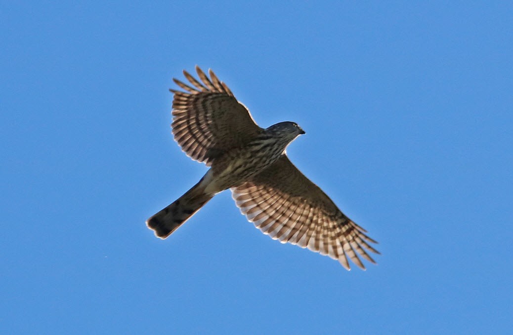 Sharp-shinned Hawk - ML179153371