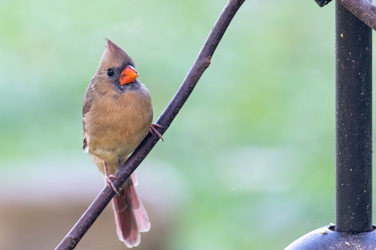 Northern Cardinal - ML179157691