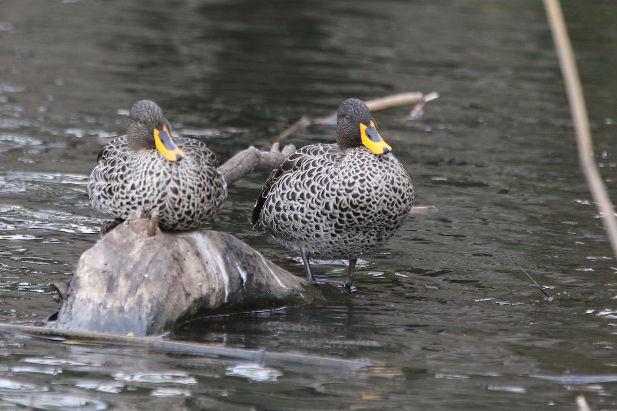 Yellow-billed Duck - ML179157941