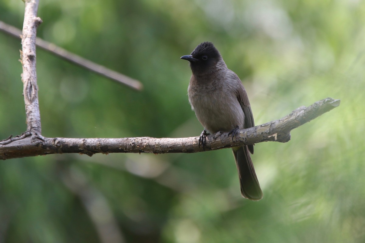 Common Bulbul (Dark-capped) - ML179158371