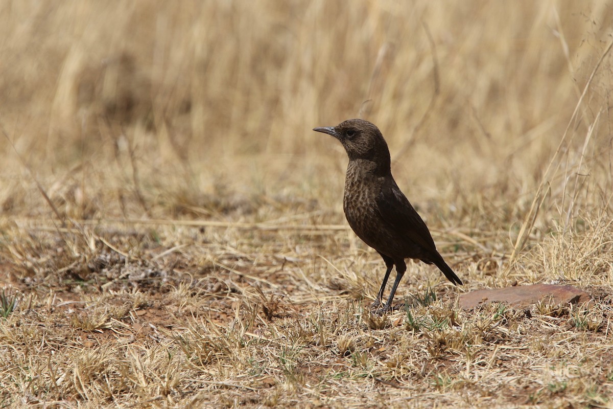 Southern Anteater-Chat - ML179159601